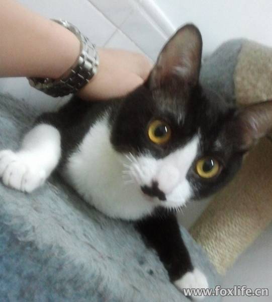 家里养了两只猫,女朋友嫌太吵了,要求一定要送出去一只。只好忍痛割送出。 小公猫,已经做了绝育手术,现年龄2岁,体重3.1KG,毛非常柔软,抱着很舒服。很会粘人,胆小。 吃猫粮(我现在养两只猫,100元的猫粮够它们吃两至三个月,如果一只的话就更省了),会使用猫砂,如果你家里是坑式马桶的话,它自己会把拉在坑里(而且,除非忍不住,一般它会等我晚上下班回来才拉,它一拉我马上就可以冲掉了),连猫砂都省了 我不要求回访什么的,但是也希望是爱猫之人。非诚勿扰。