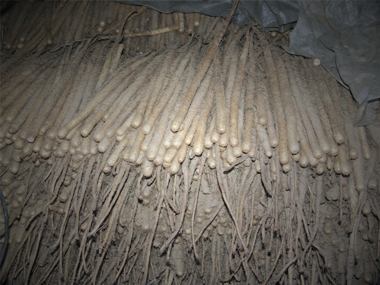 07162336776.jpg