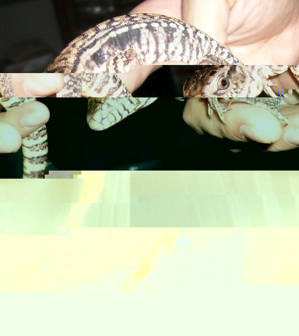 ڰ̩.jpg