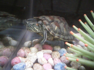 1437584499588 -420452170.jpg