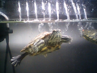 1437584500023 1365120530.jpg