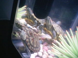 1437584500200 -26290032.jpg